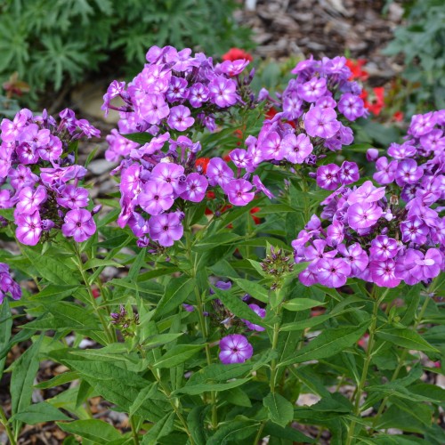 Phlox paniculata 'Laura' - Aed-leeklill 'Laura' P9/0,55L 